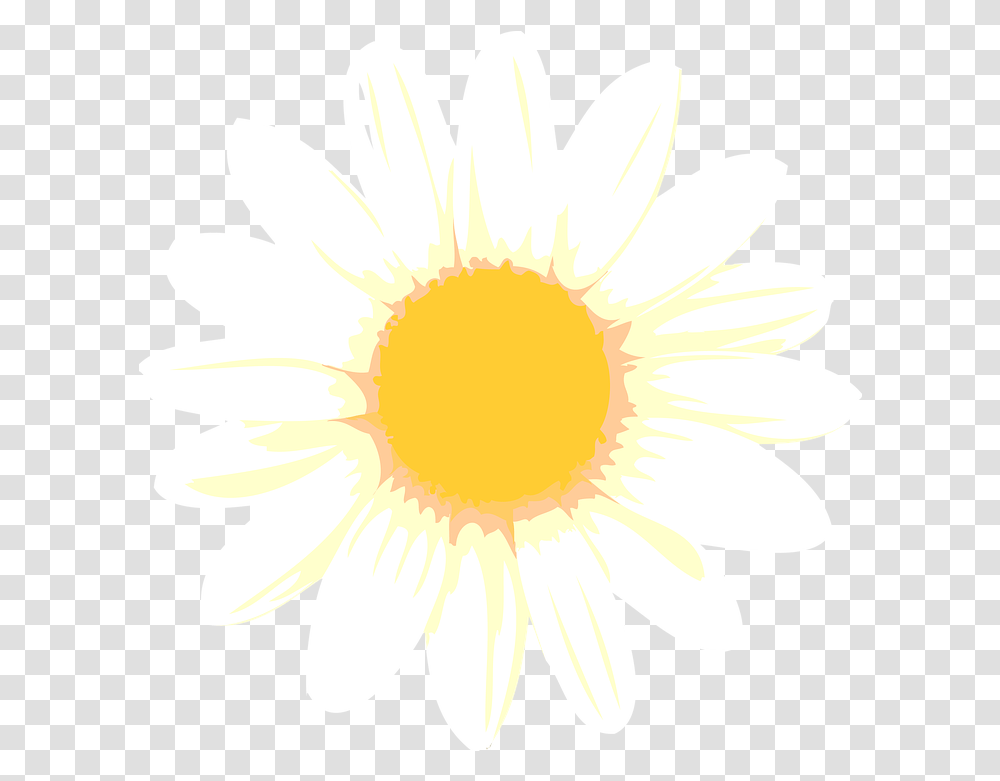 Camomile Cardiacs Flower, Plant, Daisy, Daisies, Blossom Transparent Png