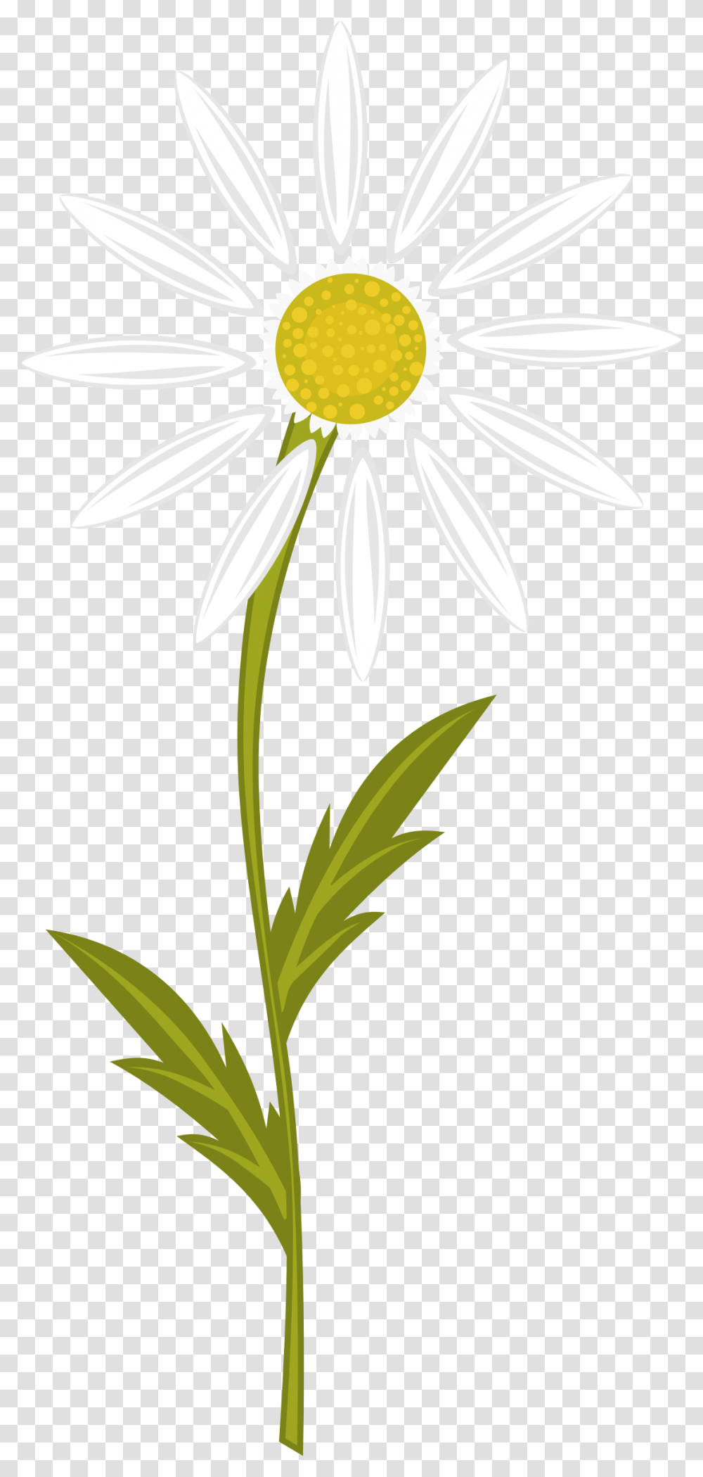 Camomile Clipart, Plant, Daisy, Flower, Daisies Transparent Png