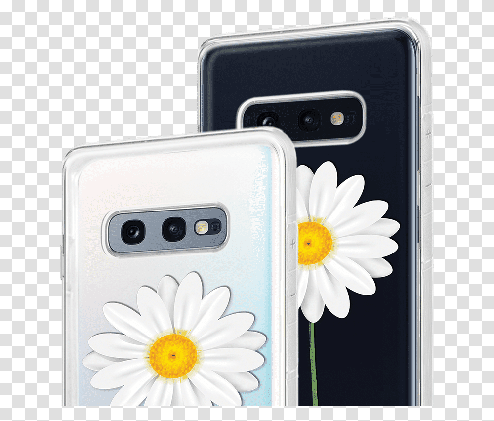 Camomile, Daisy, Flower, Plant, Daisies Transparent Png