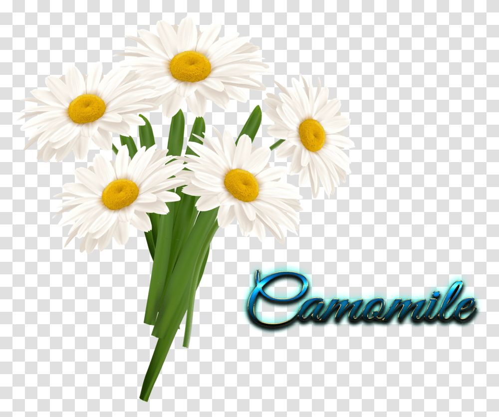 Camomile Flower In Vase Clipart, Daisy, Plant, Daisies, Blossom Transparent Png