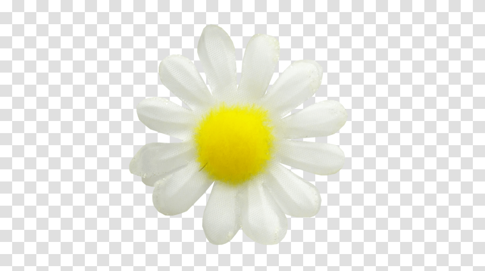 Camomile, Flower, Plant, Blossom, Daisy Transparent Png