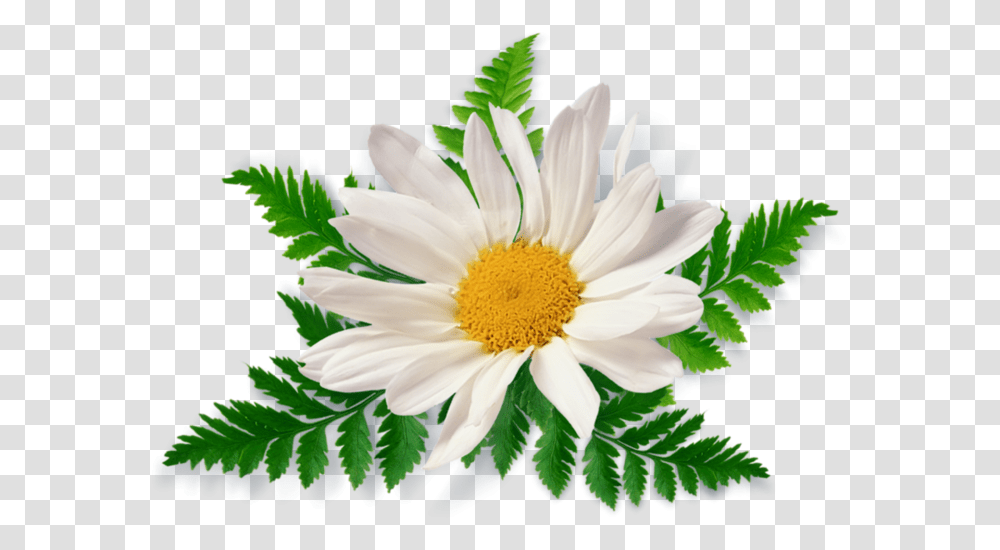 Camomile, Flower, Plant, Blossom, Daisy Transparent Png