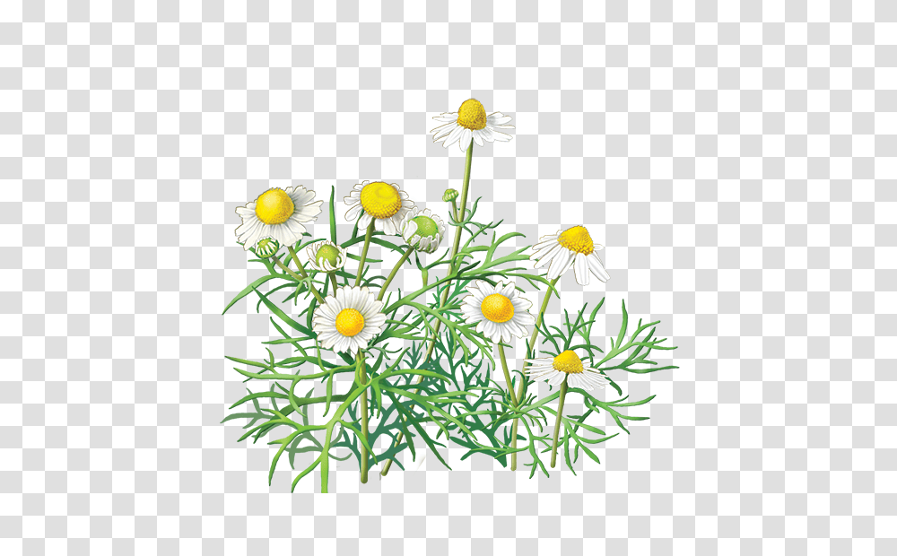Camomile, Flower, Plant, Daisy, Aster Transparent Png