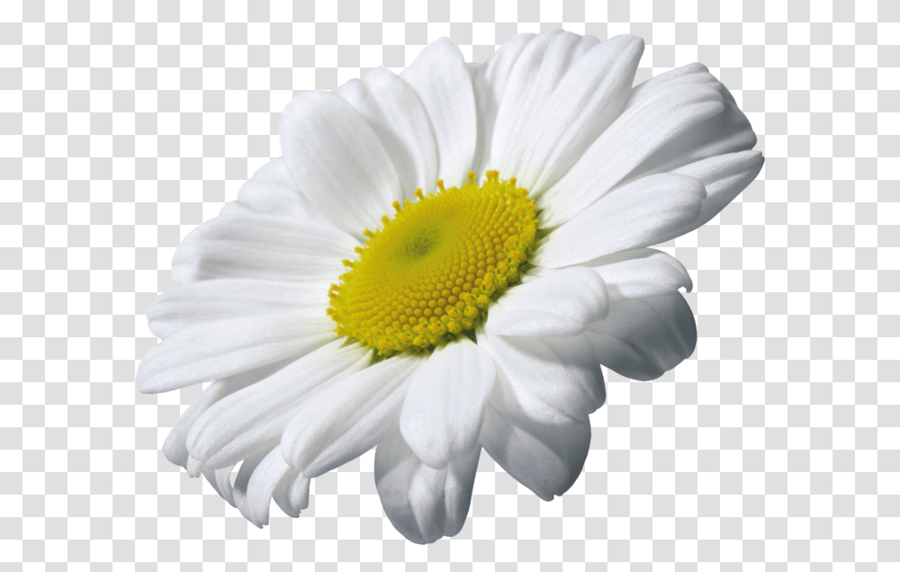 Camomile, Flower, Plant, Daisy, Daisies Transparent Png