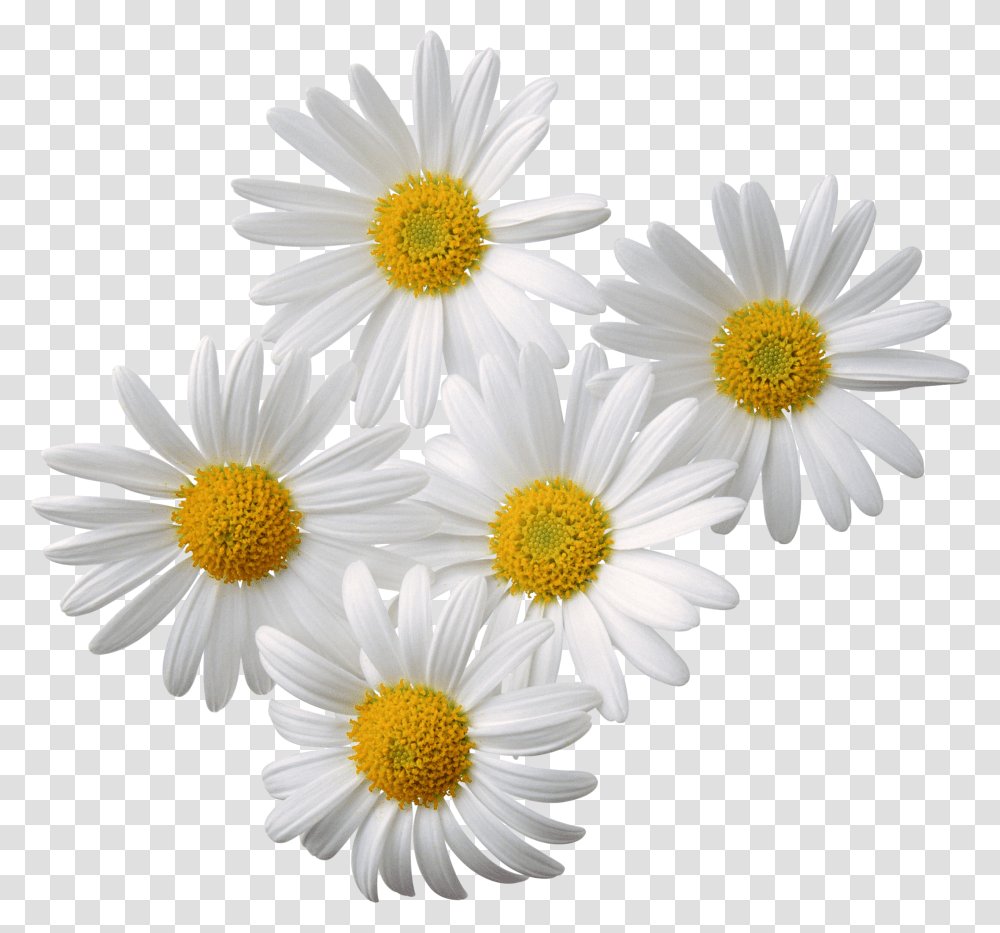 Camomile, Flower, Plant, Daisy, Daisies Transparent Png