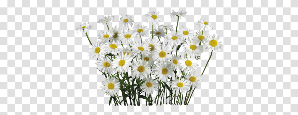 Camomile, Flower, Plant, Daisy, Daisies Transparent Png