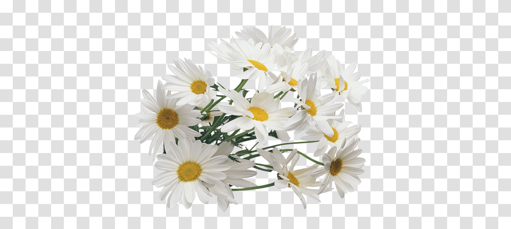 Camomile, Flower, Plant, Daisy, Daisies Transparent Png