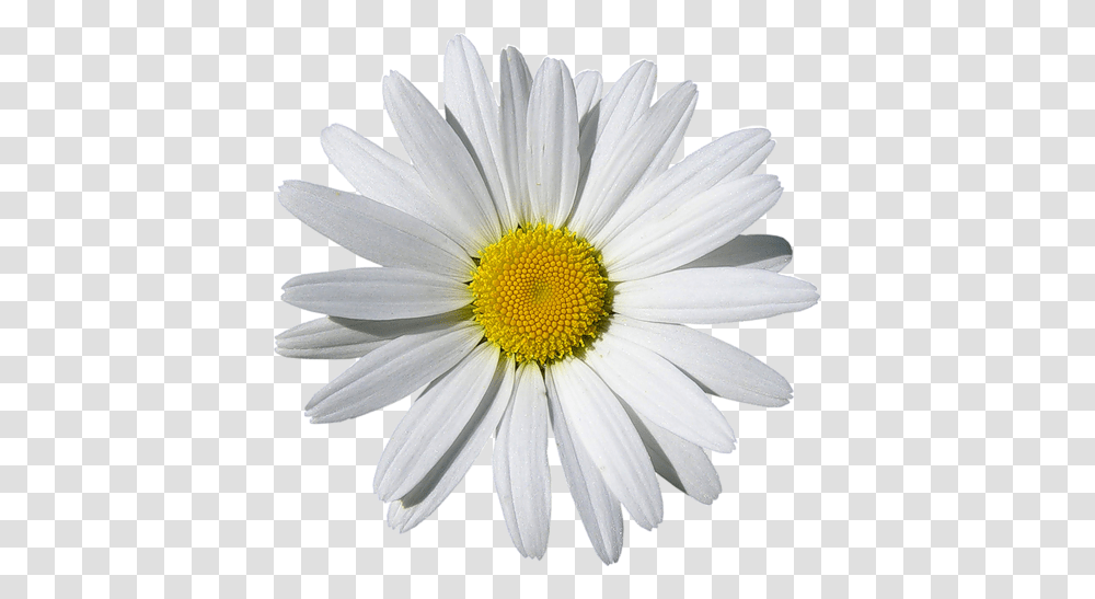 Camomile, Flower, Plant, Daisy, Daisies Transparent Png