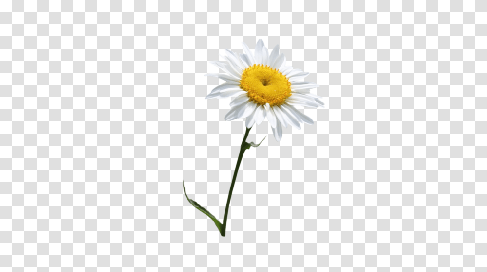 Camomile, Flower, Plant, Daisy, Daisies Transparent Png