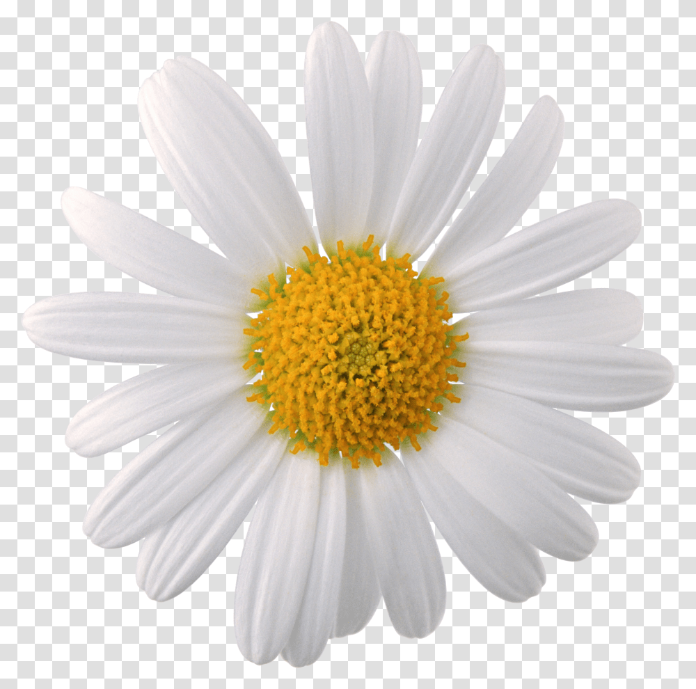 Camomile, Flower, Plant, Daisy, Daisies Transparent Png