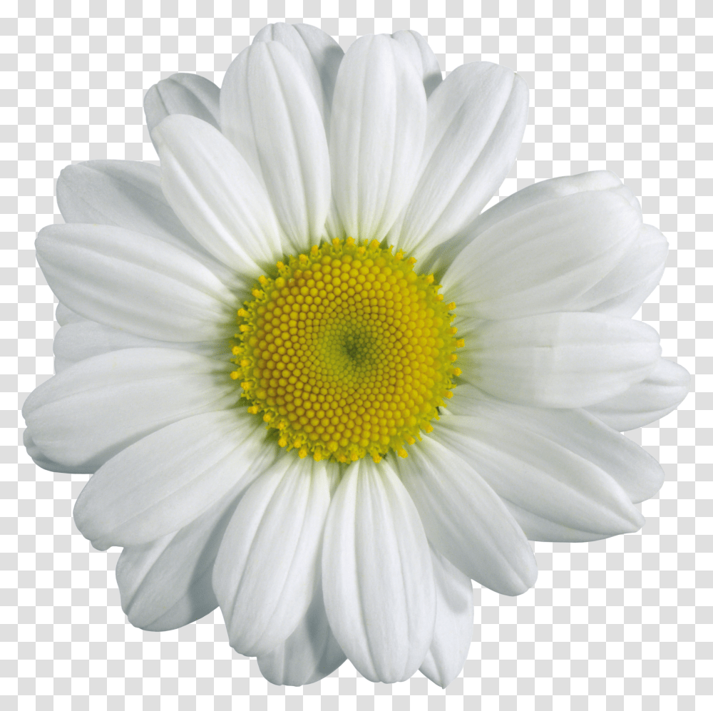 Camomile, Flower Transparent Png