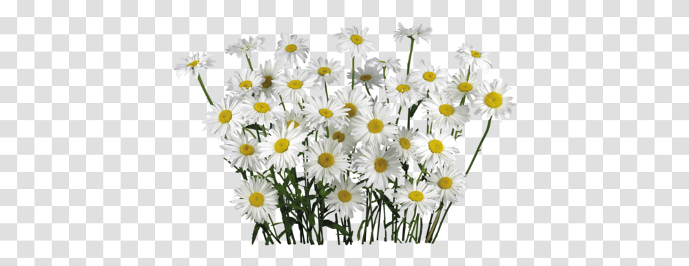 Camomile Free Download Chamomile, Plant, Daisy, Flower, Daisies Transparent Png