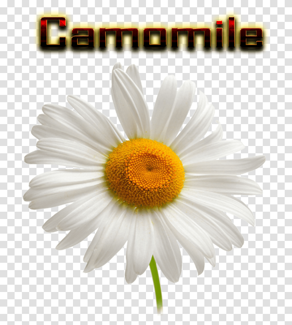 Camomile Hd Chamomile Background, Plant, Daisy, Flower, Daisies Transparent Png