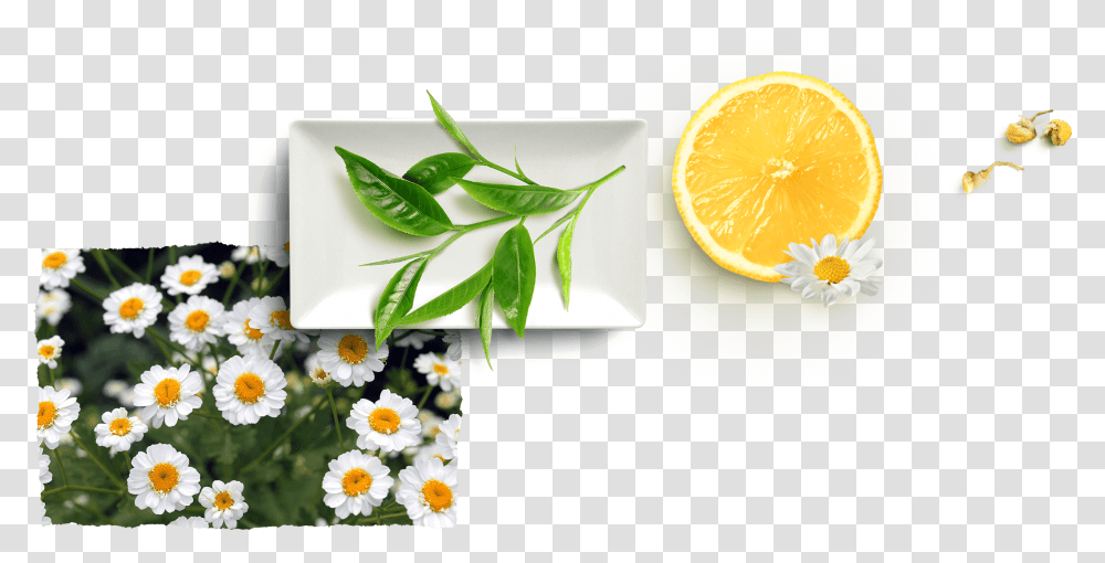 Camomile Lemon, Plant, Citrus Fruit, Food, Orange Transparent Png