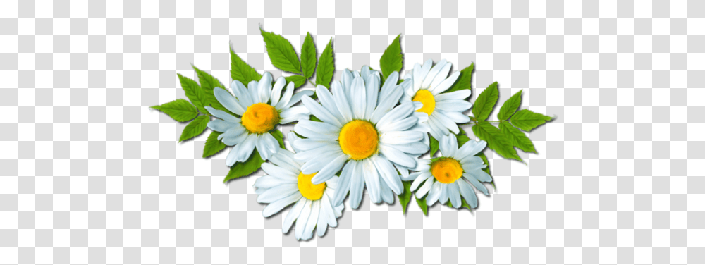 Camomile Picture Daisy Flower Clipart, Plant, Daisies, Blossom, Petal Transparent Png