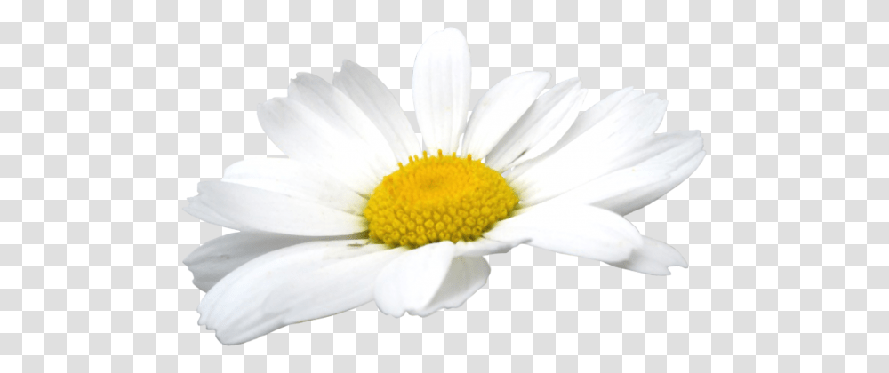 Camomile, Plant, Daisy, Flower, Daisies Transparent Png