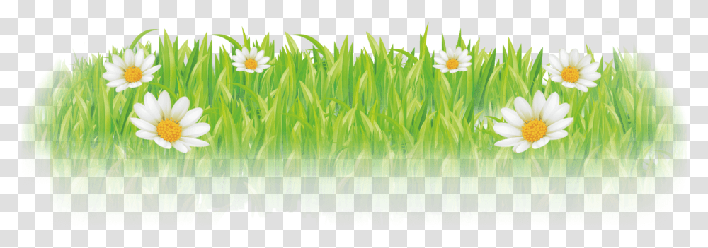 Camomile, Plant, Grass, Daisy, Flower Transparent Png
