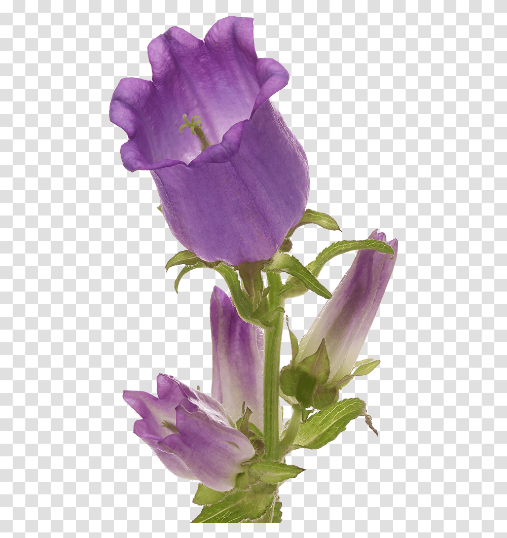 Campanula Champion Lilac Marginpar Canterbury Bells, Plant, Flower, Blossom, Iris Transparent Png