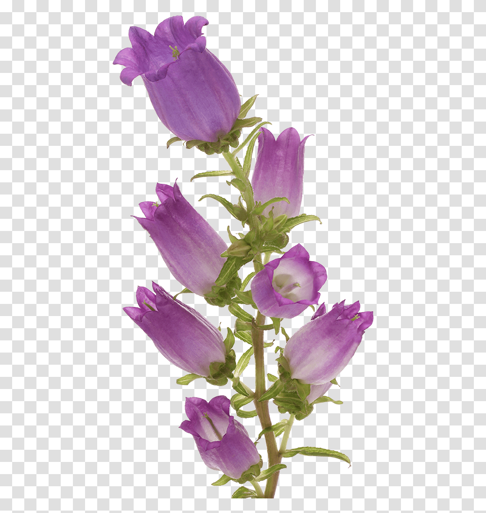 Campanula Champion Lilac Marginpar Canterbury Bells, Plant, Flower, Blossom, Rose Transparent Png