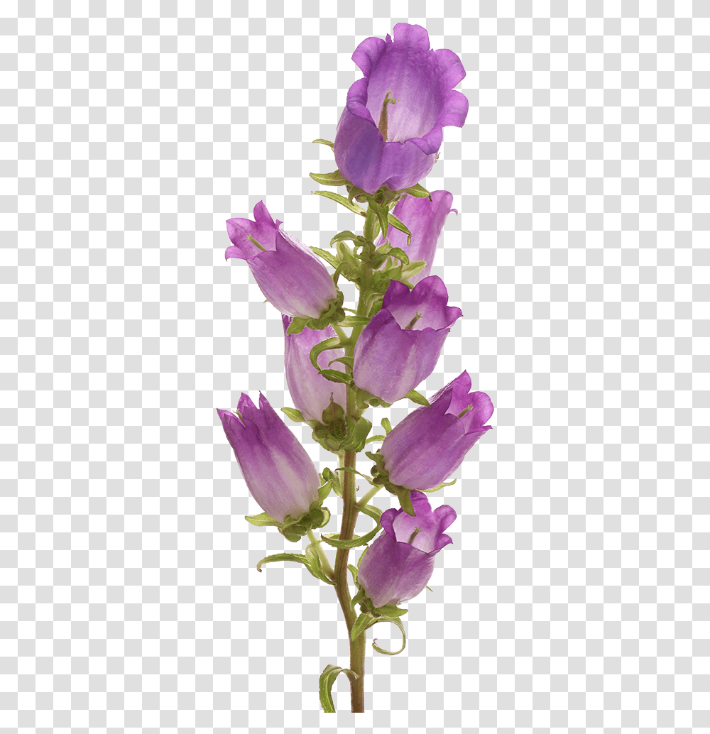 Campanula Champion Lilac Marginpar Skullcap, Plant, Flower, Blossom, Iris Transparent Png