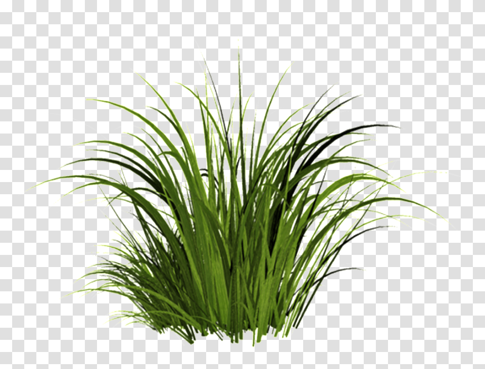 Campfire Grass Decorative Free Download, Plant, Bush, Vegetation, Iris Transparent Png