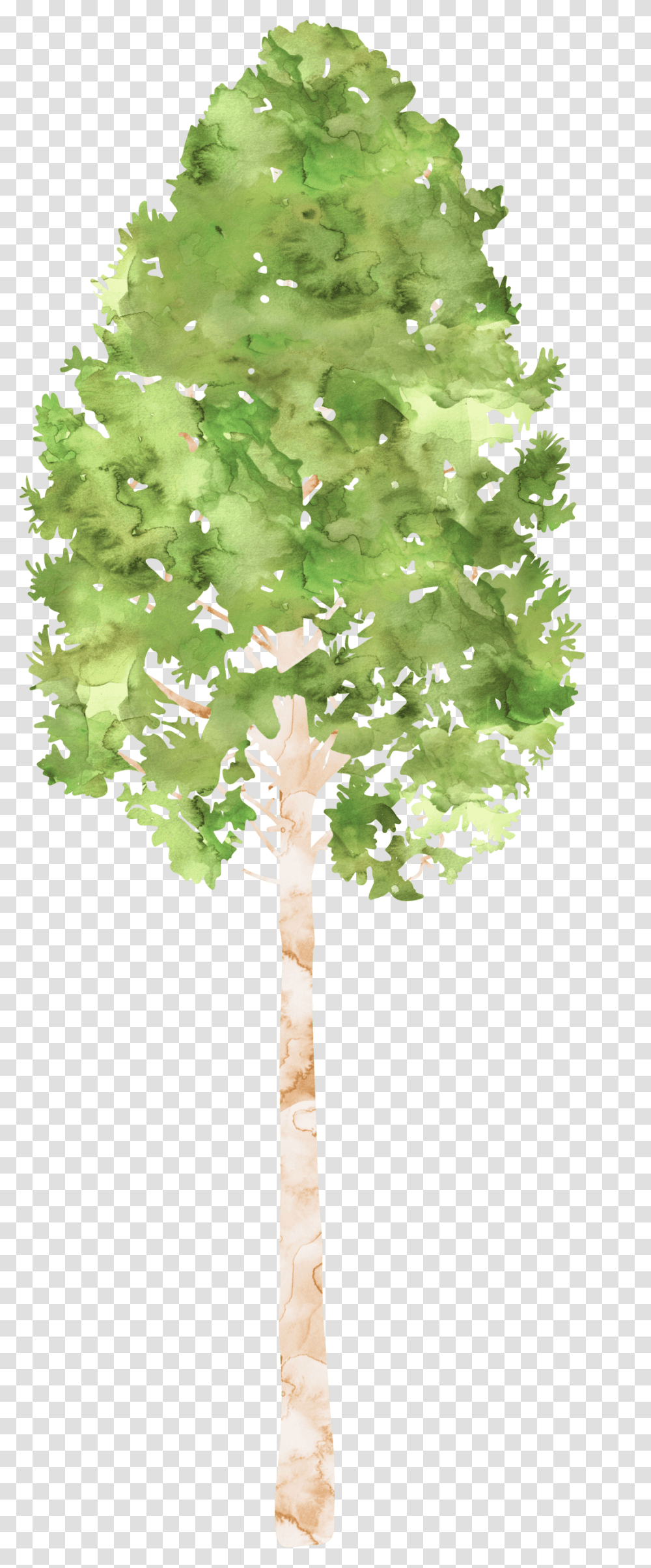 Camping Trees Clipart Canoe Birch, Plant, Leaf, Maple, Tree Trunk Transparent Png