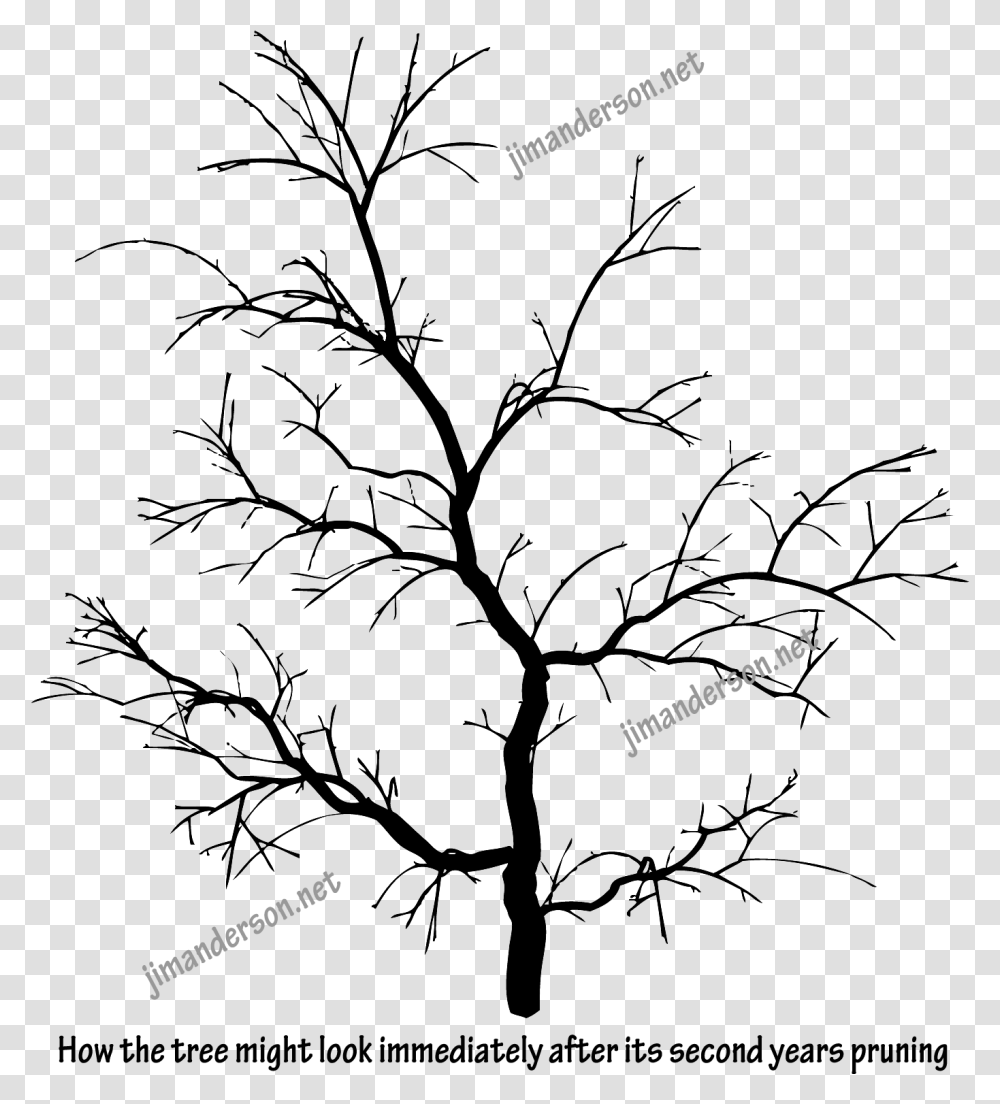 Can Branches Grow Back After Being Cut, Spider Web, Snowflake, Gray Transparent Png