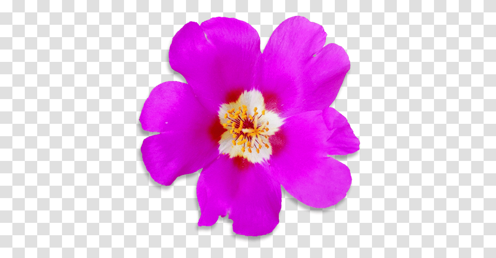 Can I Grow Flowers In My Smallgarden - Dn Purslane, Plant, Geranium, Blossom, Pollen Transparent Png