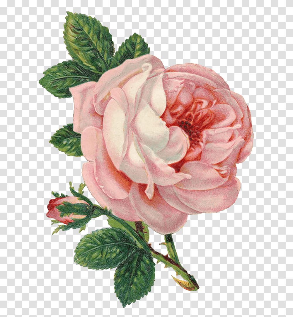 Can Never Have To Background Vintage Flower, Rose, Plant, Blossom, Petal Transparent Png