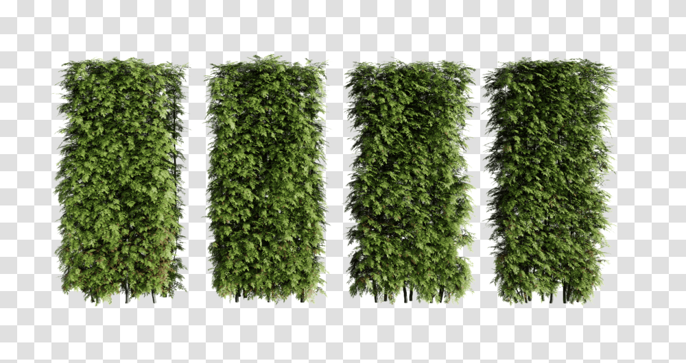 Can Select It And Copy Using Ctrl C Hedge, Plant, Bush, Vegetation, Fence Transparent Png