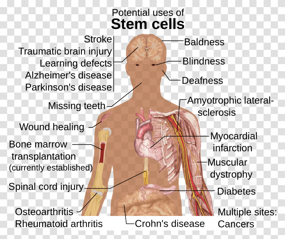 Can Stem Cells Be Used, Back, Neck, Person, Human Transparent Png