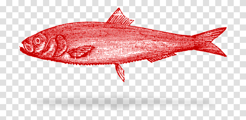 Can Stock, Animal, Fish, Tuna, Sea Life Transparent Png