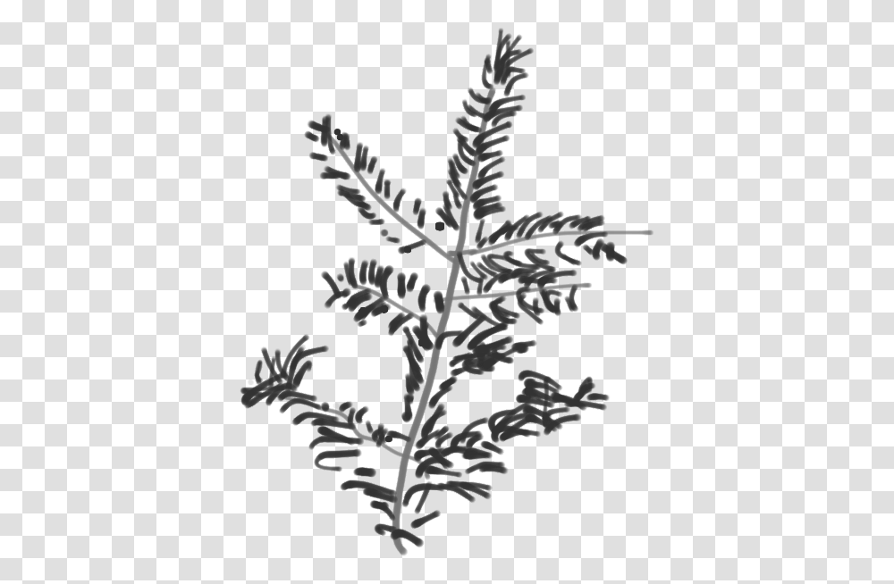 Canaan Fir Branch Sketch Twig, Plant, Flower, Blossom, Acanthaceae Transparent Png