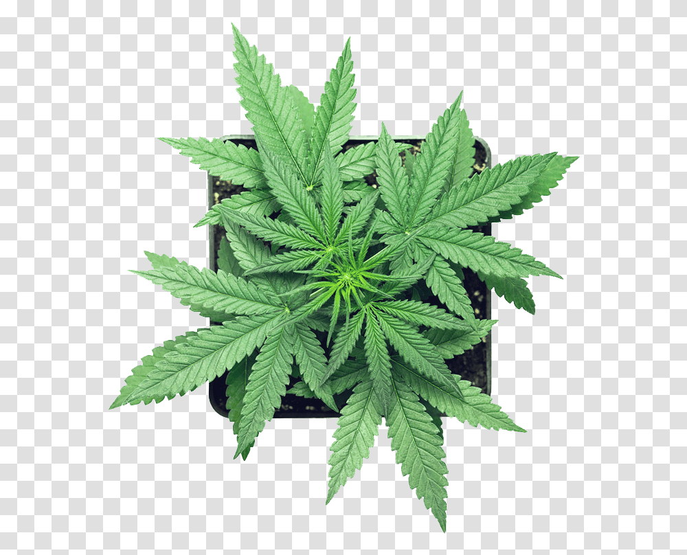Canabis Leaf Micron Yerba Cannabis, Plant, Hemp, Weed Transparent Png