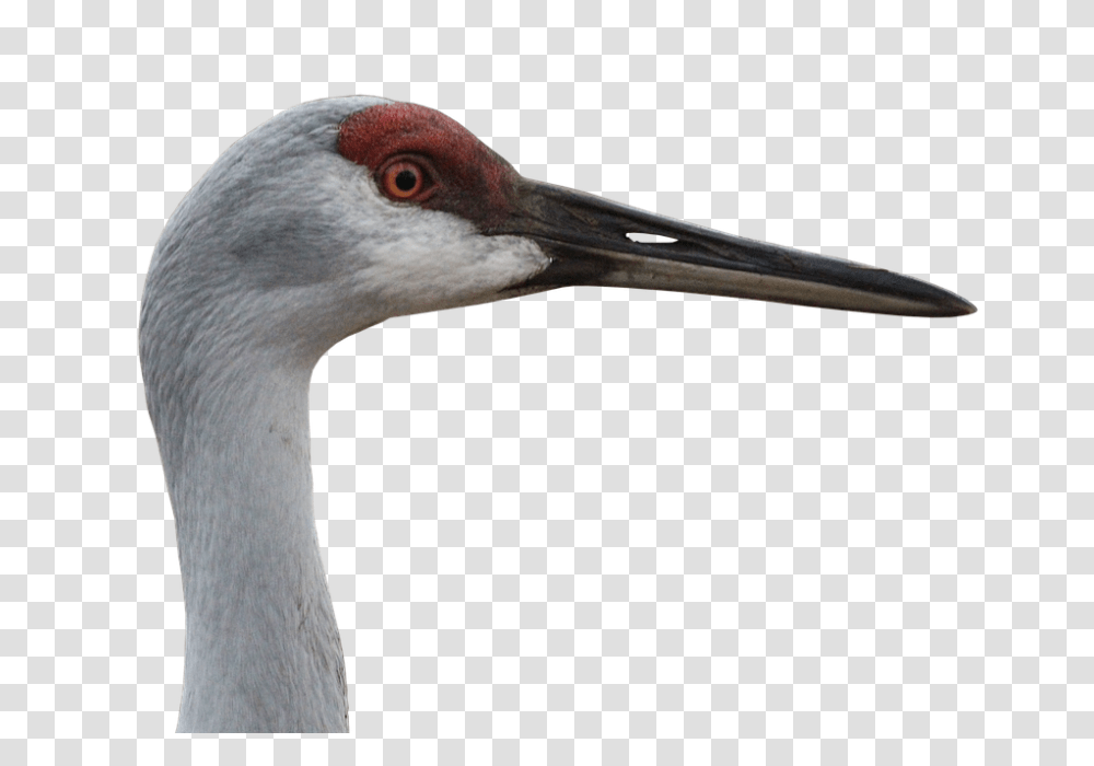 Canada Crane 960, Animals, Bird, Waterfowl, Crane Bird Transparent Png