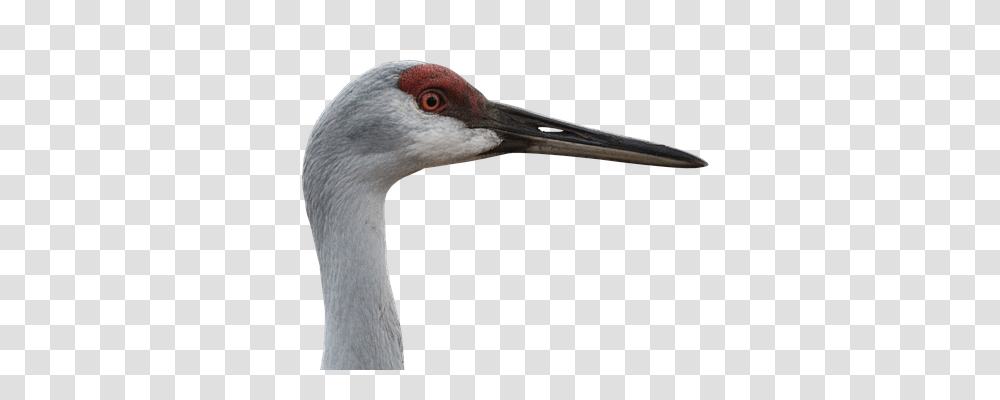 Canada Crane Nature, Bird, Animal, Waterfowl Transparent Png