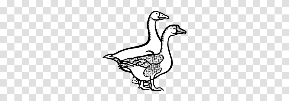 Canada Geese Clip Art, Goose, Bird, Animal, Anseriformes Transparent Png
