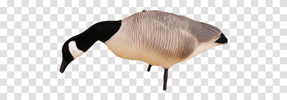 Canada Goose, Animal, Bird, Fish, Sea Life Transparent Png