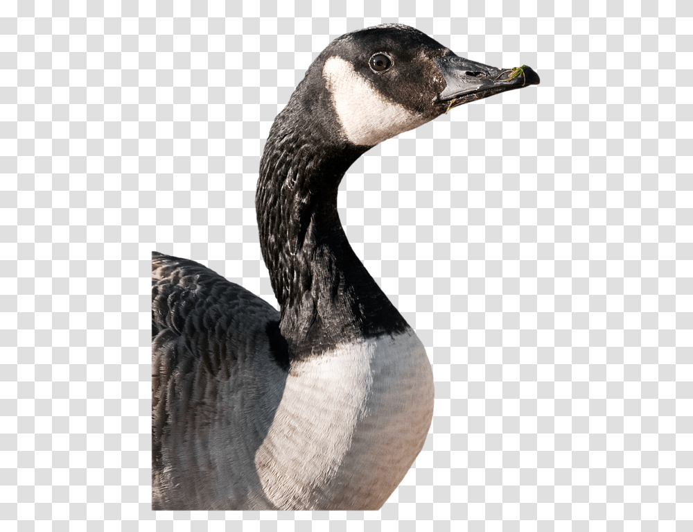 Canada Goose Animals Birds No Back Canadian Goose Cut Out, Waterfowl, Snake, Reptile, Sock Transparent Png