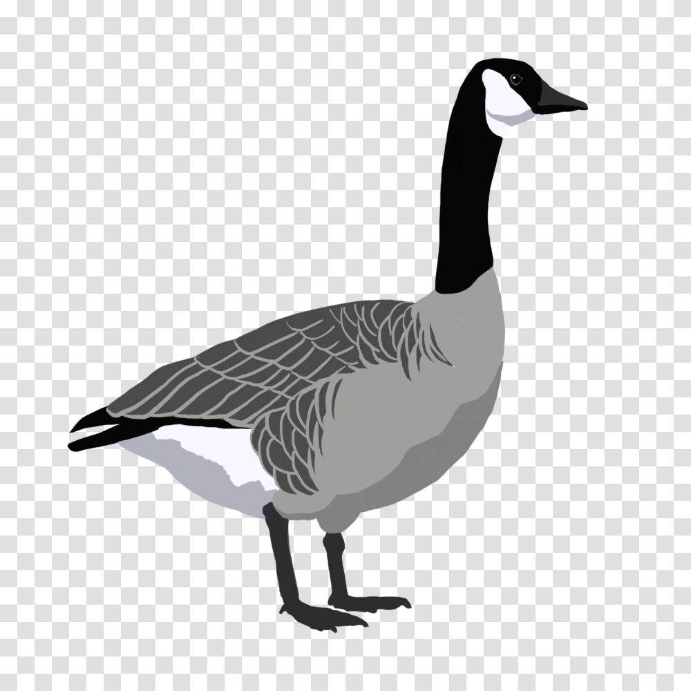 Canada Goose, Bird, Animal Transparent Png