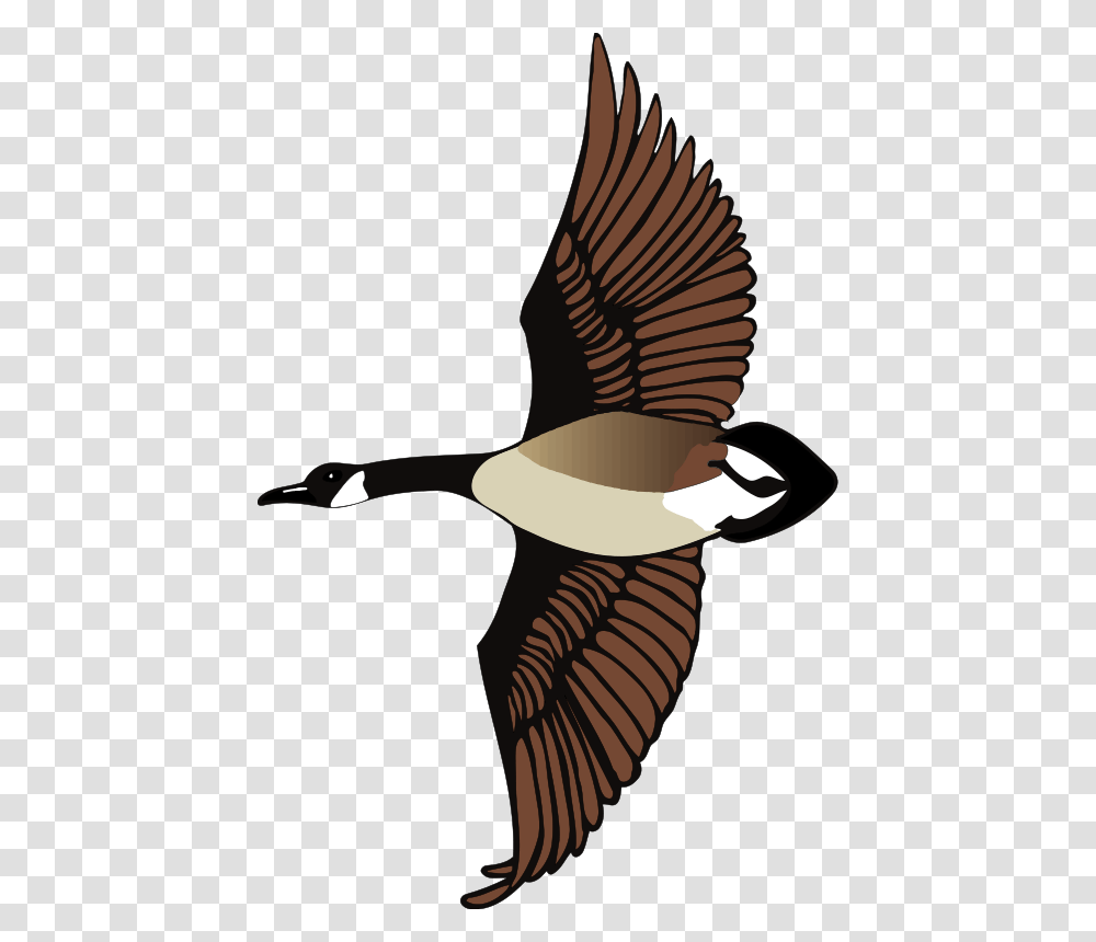 Canada Goose Clip Art, Animal, Bird, Flying, Duck Transparent Png