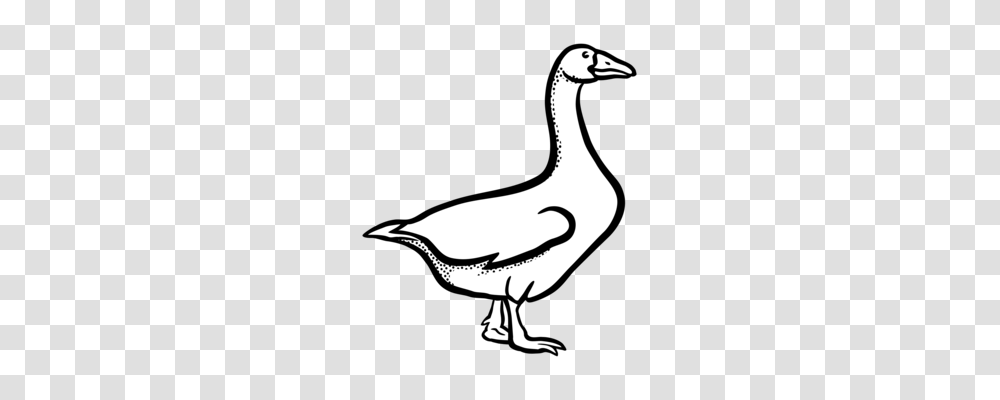 Canada Goose Drawing Line Art Duck, Bird, Animal, Anseriformes, Waterfowl Transparent Png