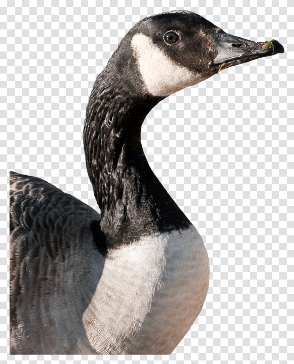 Canada Goose Goose Bird Cutout Canadian Goose Cut Out, Animal, Waterfowl Transparent Png