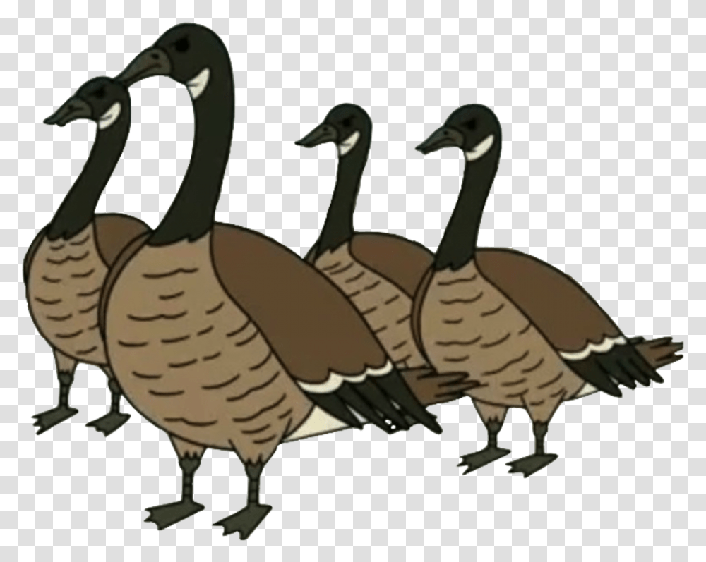 Canada Goose Regular Show Geese, Turkey Bird, Poultry, Fowl, Animal Transparent Png