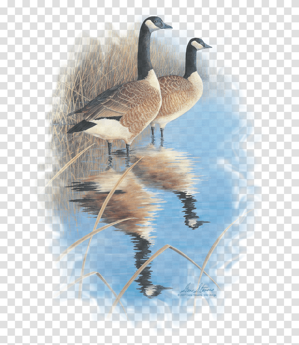 Canada Goose, Water, Outdoors, Bird, Animal Transparent Png