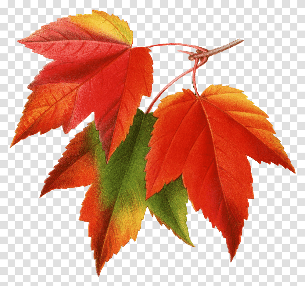 Canada Japanese Maple Red Cross Stitch Autumn Leaves, Leaf, Plant, Tree, Maple Leaf Transparent Png