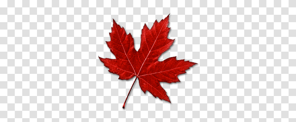 Canada Leaf Image, Plant, Tree, Maple, Maple Leaf Transparent Png