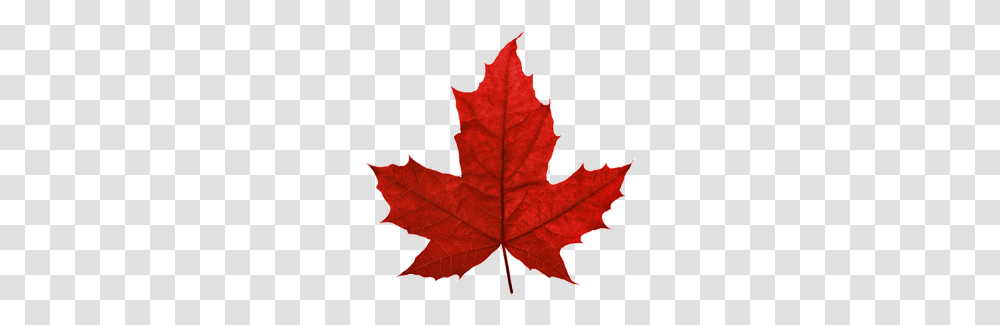 Canada Leaf, Plant, Tree, Maple, Maple Leaf Transparent Png