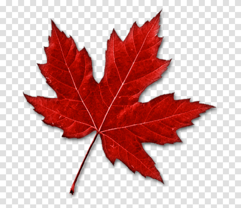 Canada Leaf Real Canadian Maple Leaf, Plant, Tree, Rose, Flower Transparent Png