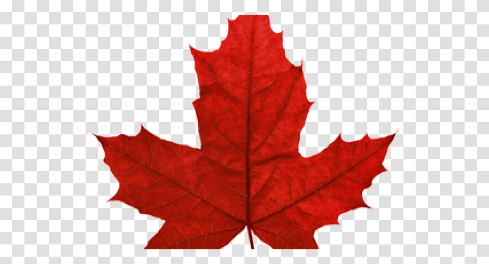 Canada Maple Leaf Images Canada Red Maple Leaf, Plant, Tree, Veins Transparent Png